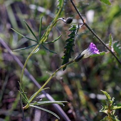 Ipomoea costellata