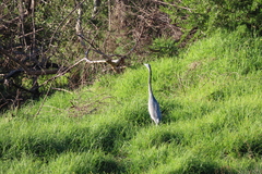 Ardea melanocephala