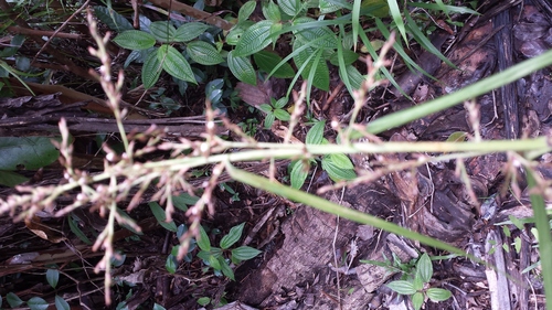 Scleria trialata