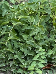 Aristolochia clematitis