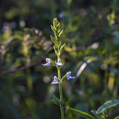 Salvia reflexa