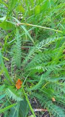 Filipendula vulgaris