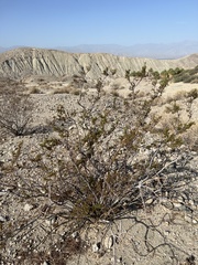 Larrea tridentata