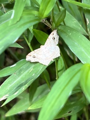 Macaria aemulataria