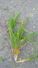 Filipendula vulgaris