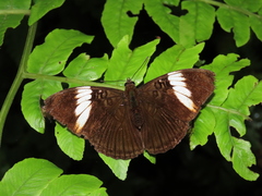 Adelpha lycorias