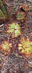 Drosera aliciae