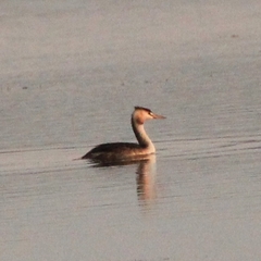 Podiceps cristatus