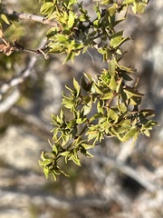 Larrea tridentata