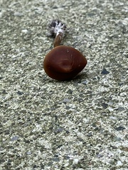 Panaeolus foenisecii