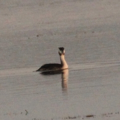 Podiceps cristatus