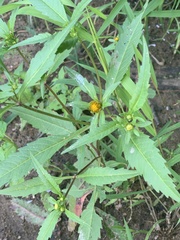 Bidens connata