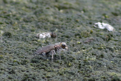 Cicindela hirticollis
