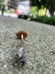 Panaeolus foenisecii