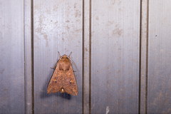 Mythimna pallidicosta