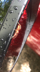 Cheiracanthium mildei