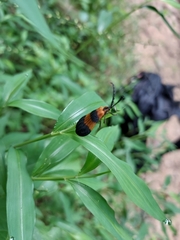 Calopteron terminale