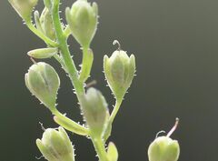 Veronica anagalloides