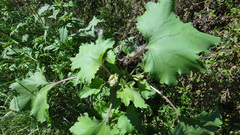 Xanthium orientale