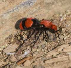 Dasymutilla occidentalis