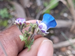 Nemesia barbata