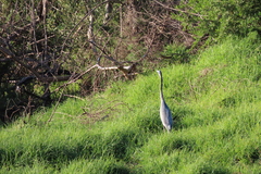 Ardea melanocephala