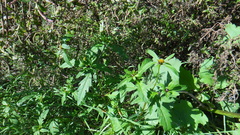 Bidens tripartita