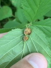 Neolasioptera farinosa