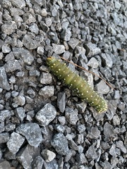 Eacles imperialis pini