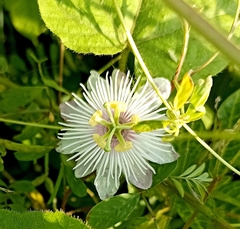 Passiflora foetida