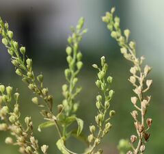 Veronica anagalloides
