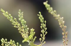 Veronica anagalloides