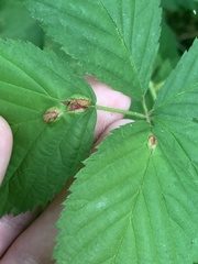 Neolasioptera farinosa