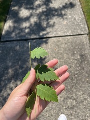 Koelreuteria paniculata