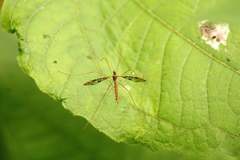 Epiphragma