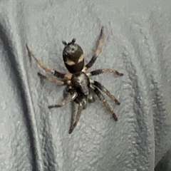 Herpyllus ecclesiasticus
