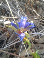 Gentiana spathacea