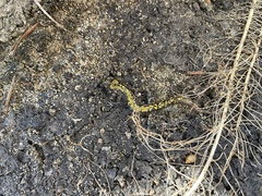 Ambystoma macrodactylum