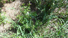 Epilobium tetragonum