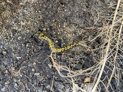 Ambystoma macrodactylum