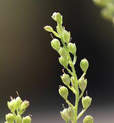 Veronica anagalloides