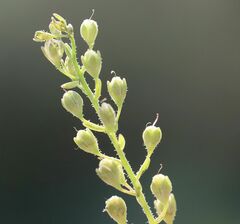Veronica anagalloides