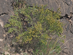 Passerina