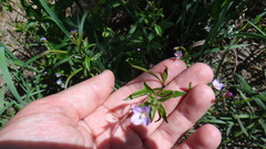 Epilobium tetragonum
