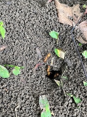 Formica pallidefulva