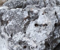 Sceloporus variabilis