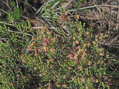 Passerina