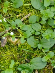 Veronica serpyllifolia