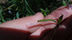 Epilobium tetragonum