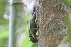 Tamiops mcclellandii